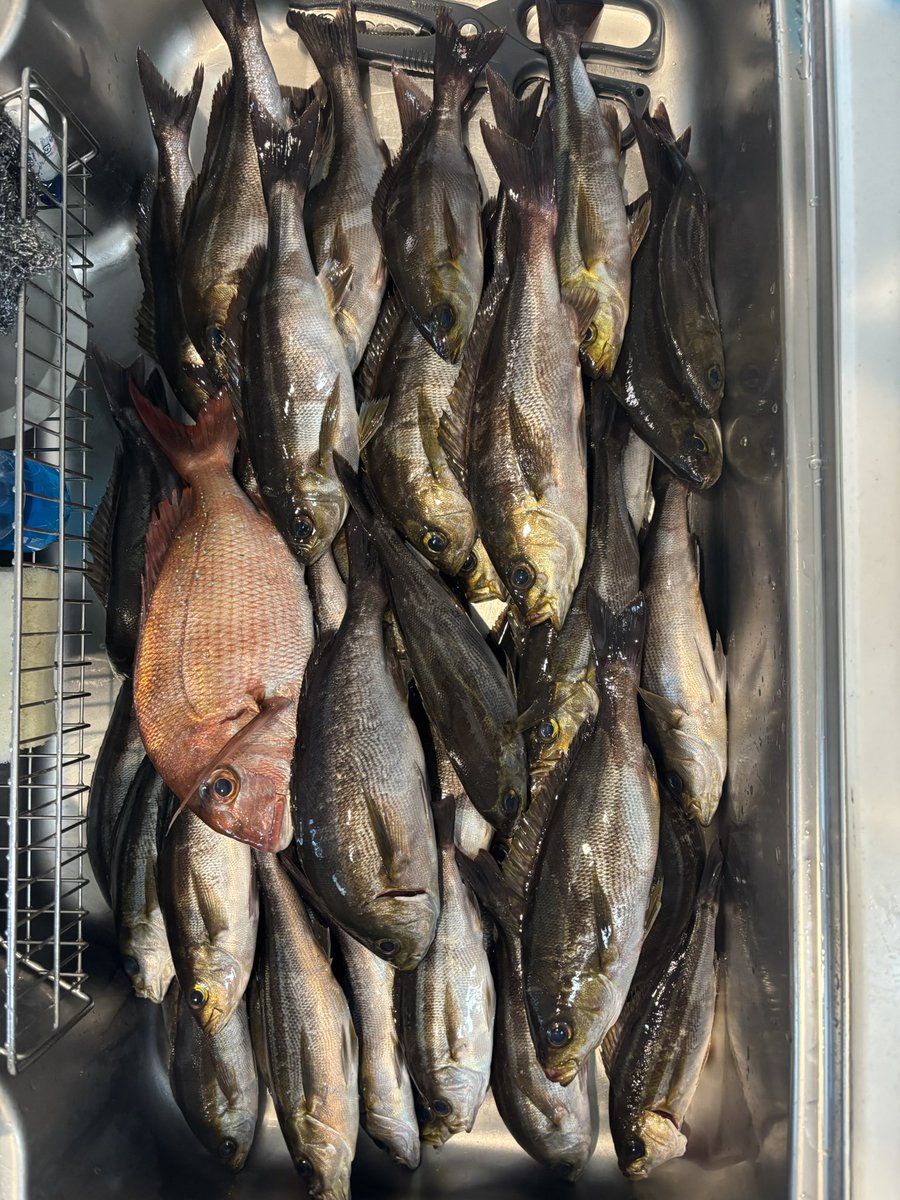 釣りバカパパ（エビ撒きパパ） tweet media