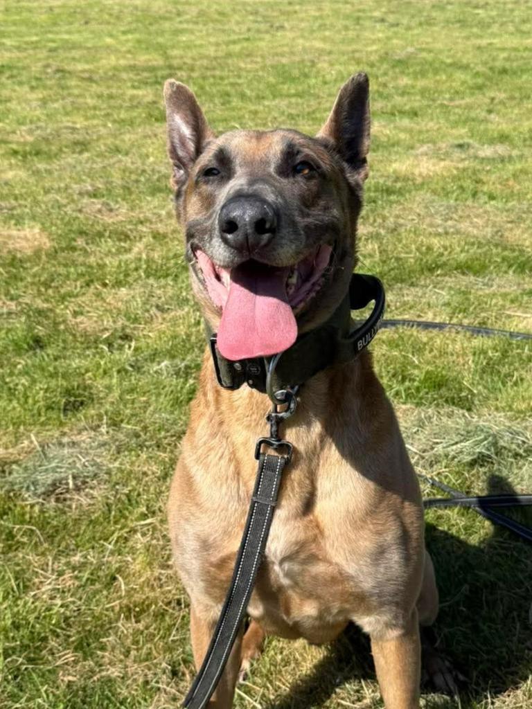 gsrescueelite's tweet image. It's been a while since we posted Buster, the King of #TongueOutTuesday 👅 

#dogs #GermanShepherd #Tuesday