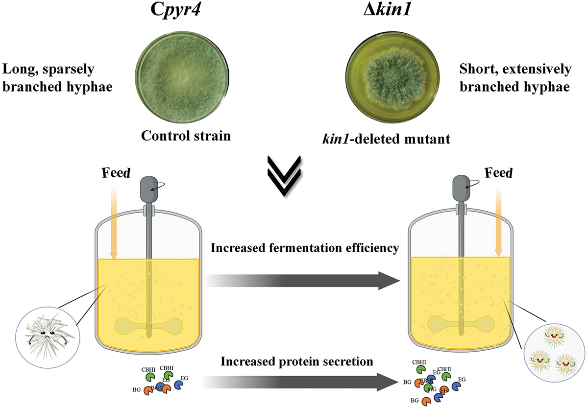 MycologyJournal's tweet photo. Enhanced #secretion of #extracellular proteins in #Trichoderma reesei through targeted #deletion of a #kinesin encoding gene
https://t.co/StVAUYUARq
@WeAreTandF
@tandfnewsroom
@tandfonline https://t.co/kloc2Vk1YY