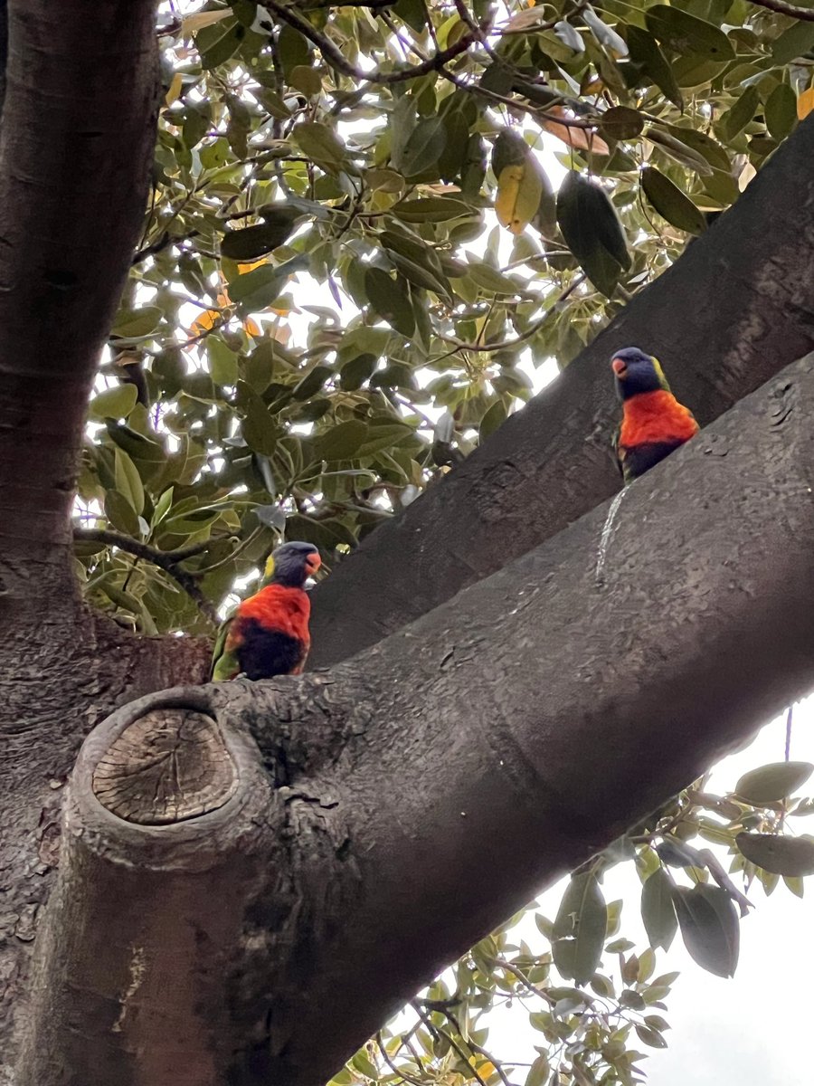 suzietoot's tweet photo. cool birds i saw https://t.co/xwehgvOD1e