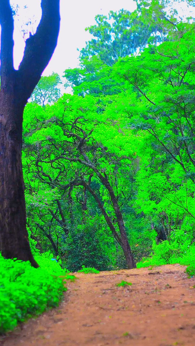 ItsMaverick2_0's tweet image. Be like nature—raw, untamed, and impossible to ignore. 🌍🔥
#NaturePower #HanningtonLundi #UntamedEnergy #StayWild #NoLimits #EarthVibes #SilentStrength