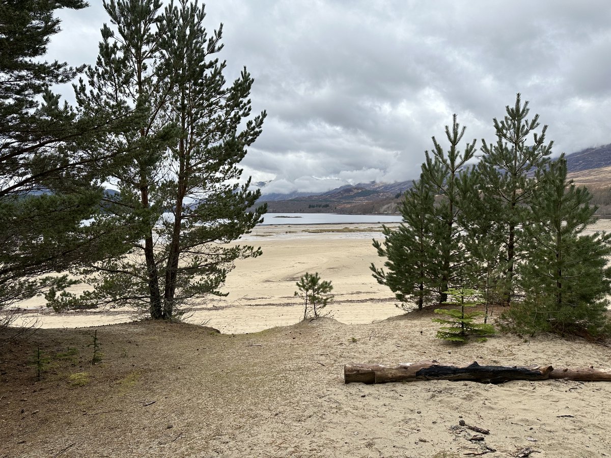 KinlochSusan's tweet image. Loch Laggan #memories. Three happy doggies 🐶🏴󠁧󠁢󠁳󠁣󠁴󠁿🐾🏖️