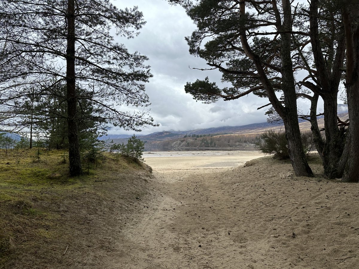 KinlochSusan's tweet image. Loch Laggan #memories. Three happy doggies 🐶🏴󠁧󠁢󠁳󠁣󠁴󠁿🐾🏖️
