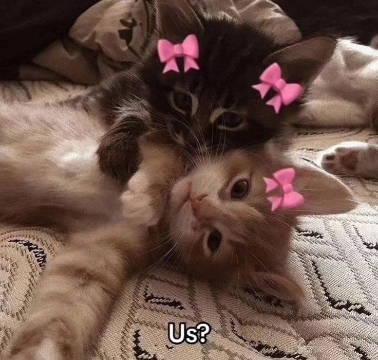 Daily Cat Posts tweet media