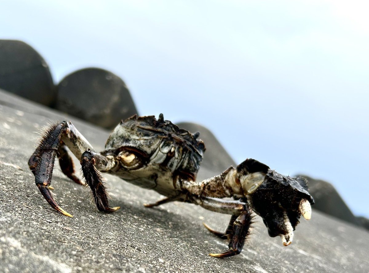 かにになりたいね tweet media