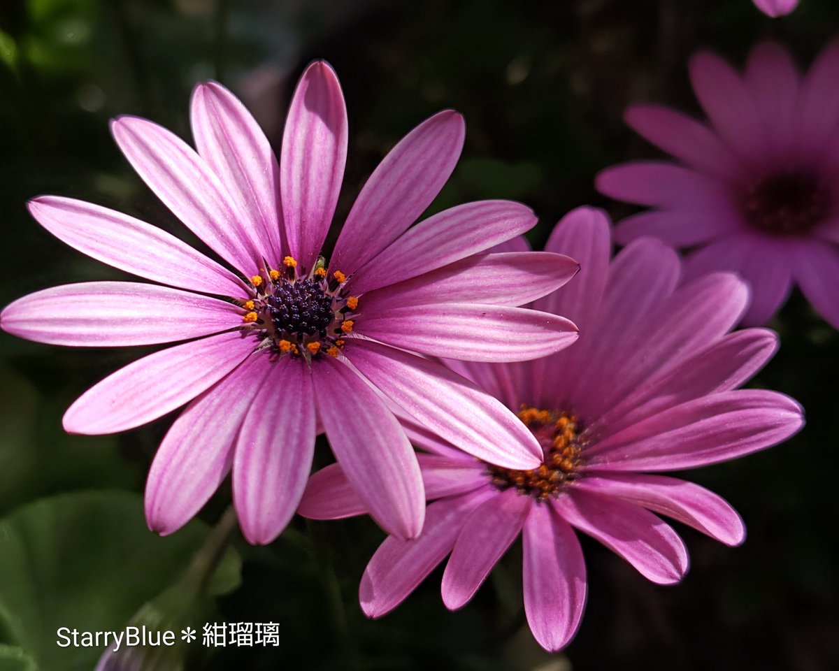 *⋅ Starry Blue ⋅*∗°❄️ tweet media