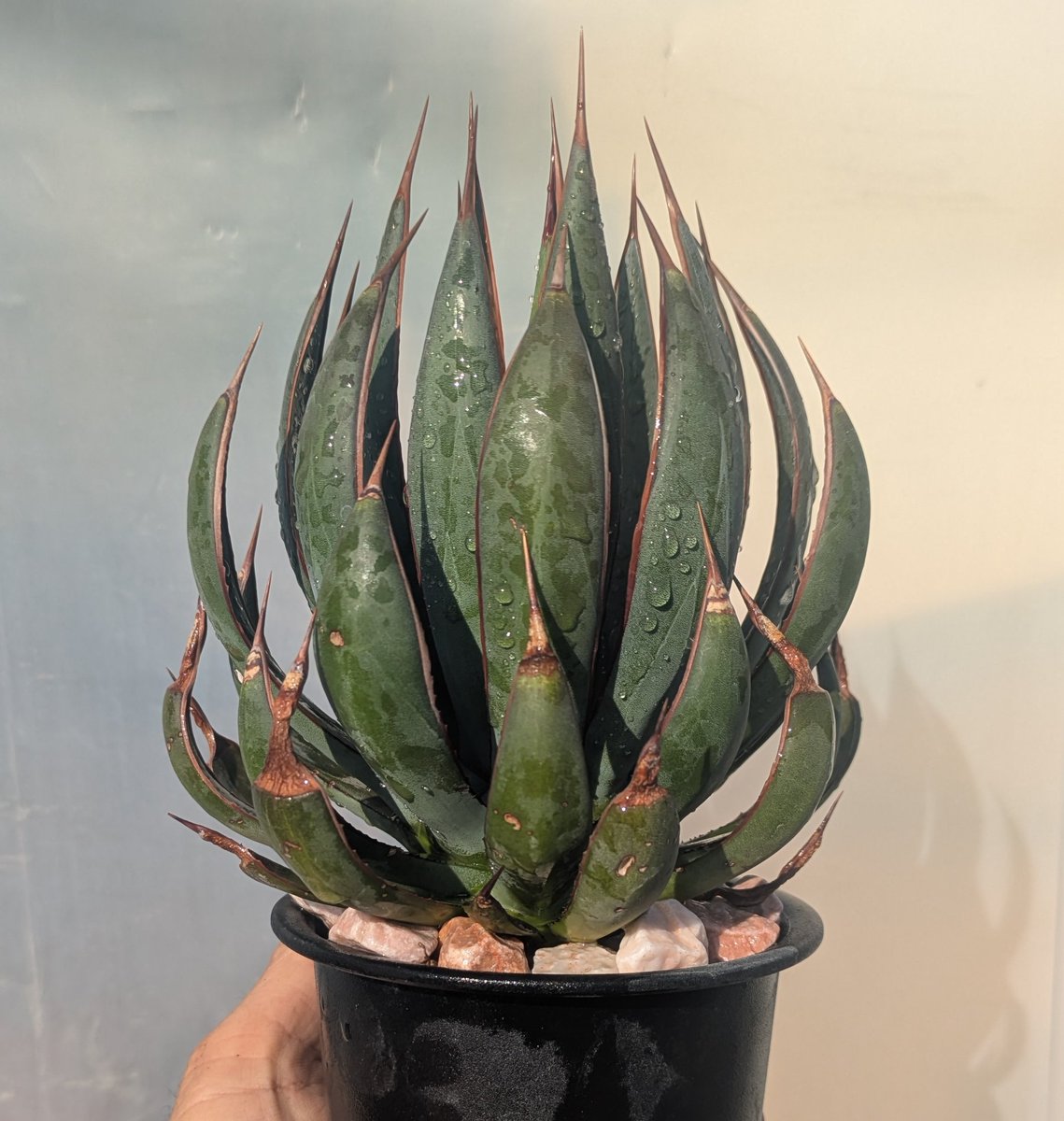 ROUKA plants tweet media
