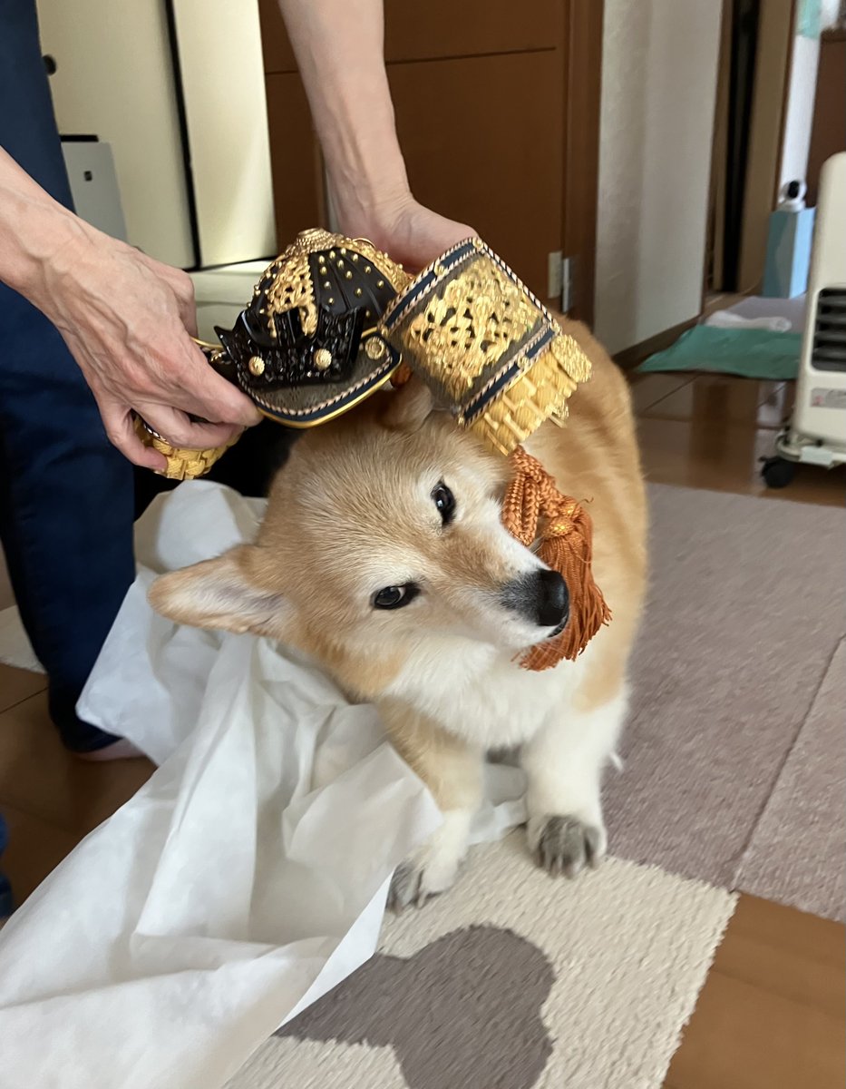しお(ベル🐶) tweet media