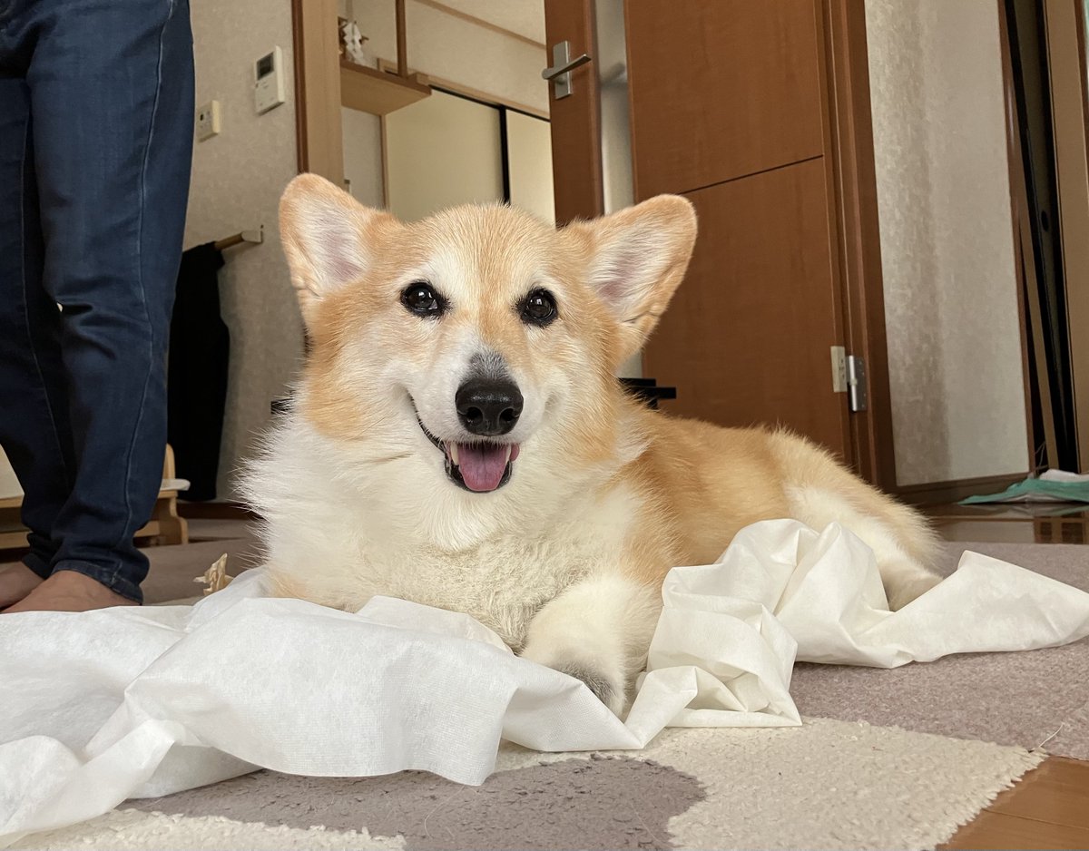しお(ベル🐶) tweet media