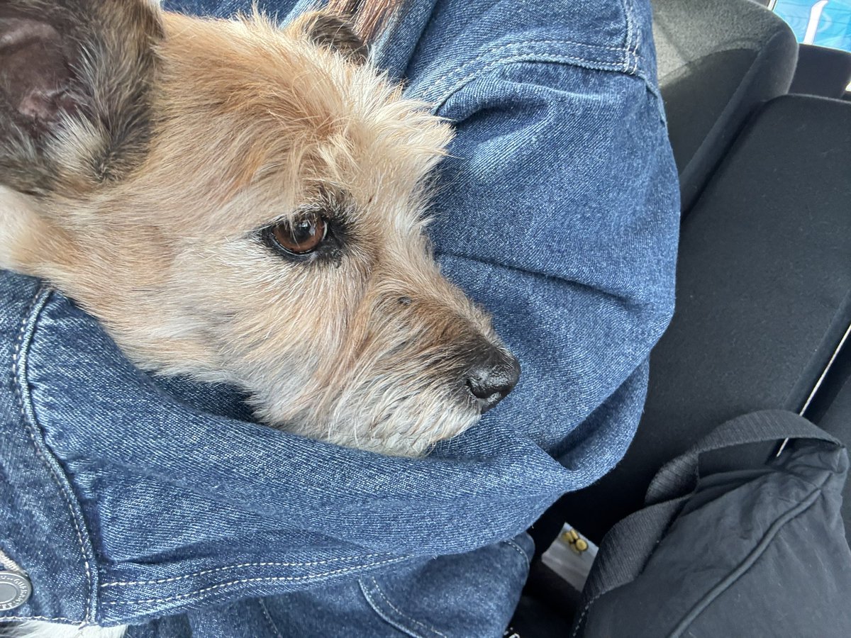 a0201rs's tweet photo. 東広島で保護しました。
警察に届けてます。
見つかりますように。

#迷い犬
#保護
#東広島 https://t.co/xu0mUEXJbp