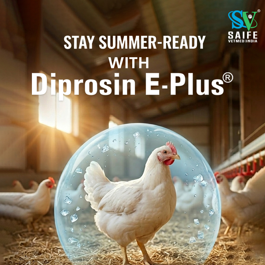 LtdSaife's tweet image. 𝐇𝐞𝐚𝐭 𝐃𝐨𝐞𝐬𝐧’𝐭 𝐊𝐧𝐨𝐜𝐤. 𝐈𝐭 𝐇𝐢𝐭𝐬.

Keep your flock cool, hydrated, and stress-resilient this summer with 𝐃𝐢𝐩𝐫𝐨𝐬𝐢𝐧 𝐄-𝐏𝐥𝐮𝐬., supporting electrolyte balance, hydration, and energy during heat stress.

#saifevetmedindia #poultrymanagement #DEP #poultry