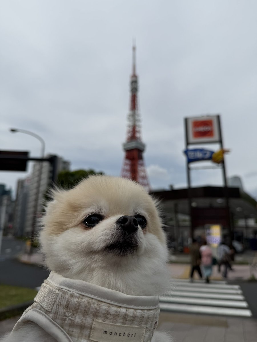 平本蓮 REN HIRAMOTO tweet media