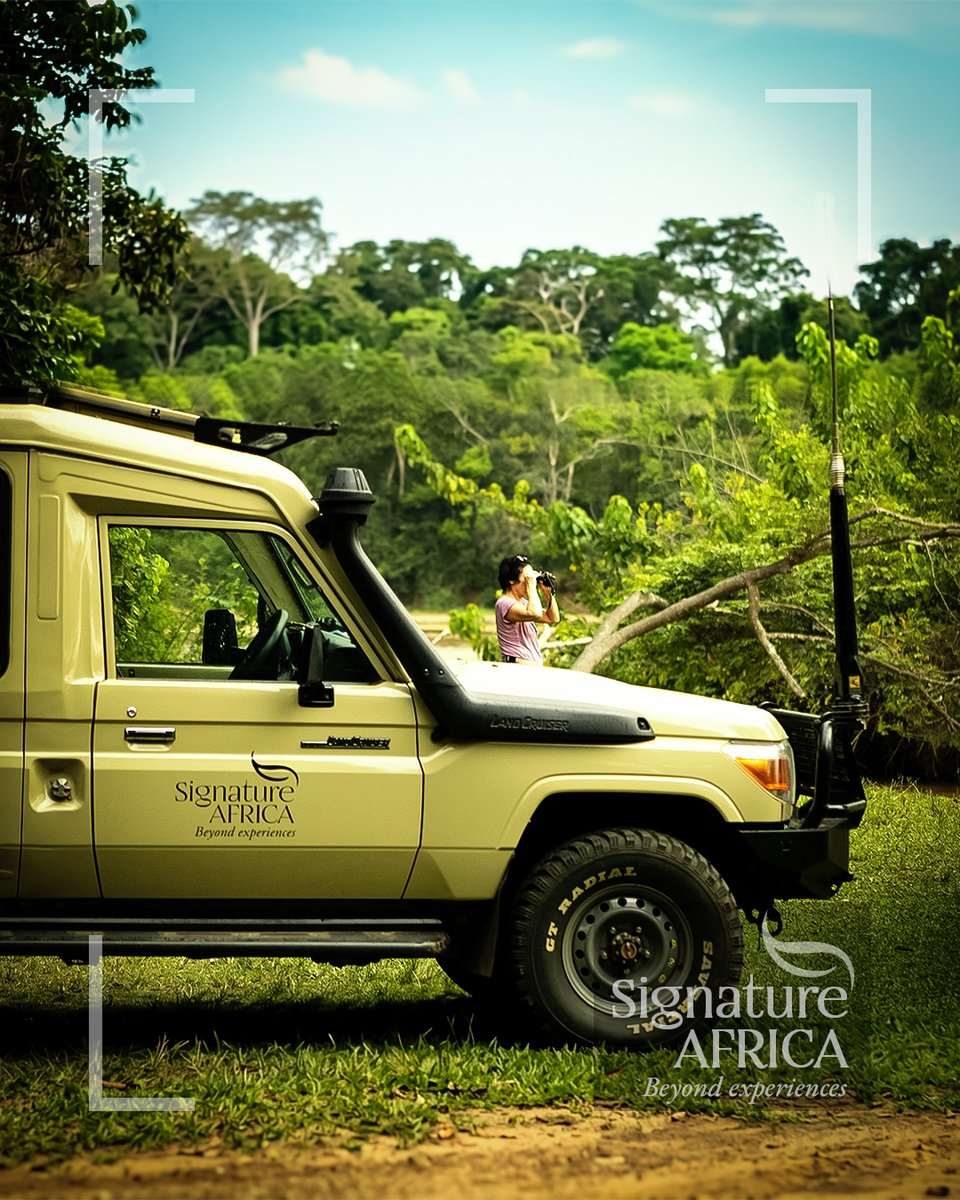 AfricaSafariss's tweet image. Deep in the forest, every sound tells a story — a breathtaking birding experience for the keen observer. Discover the vibrant winged life of Africa and explore the canopy the Signature way.

#SignatureAfrica #BeyondExperiences #Birding