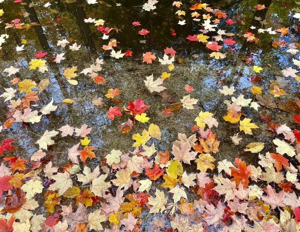 I'Biwz ChanaYuthz tweet media