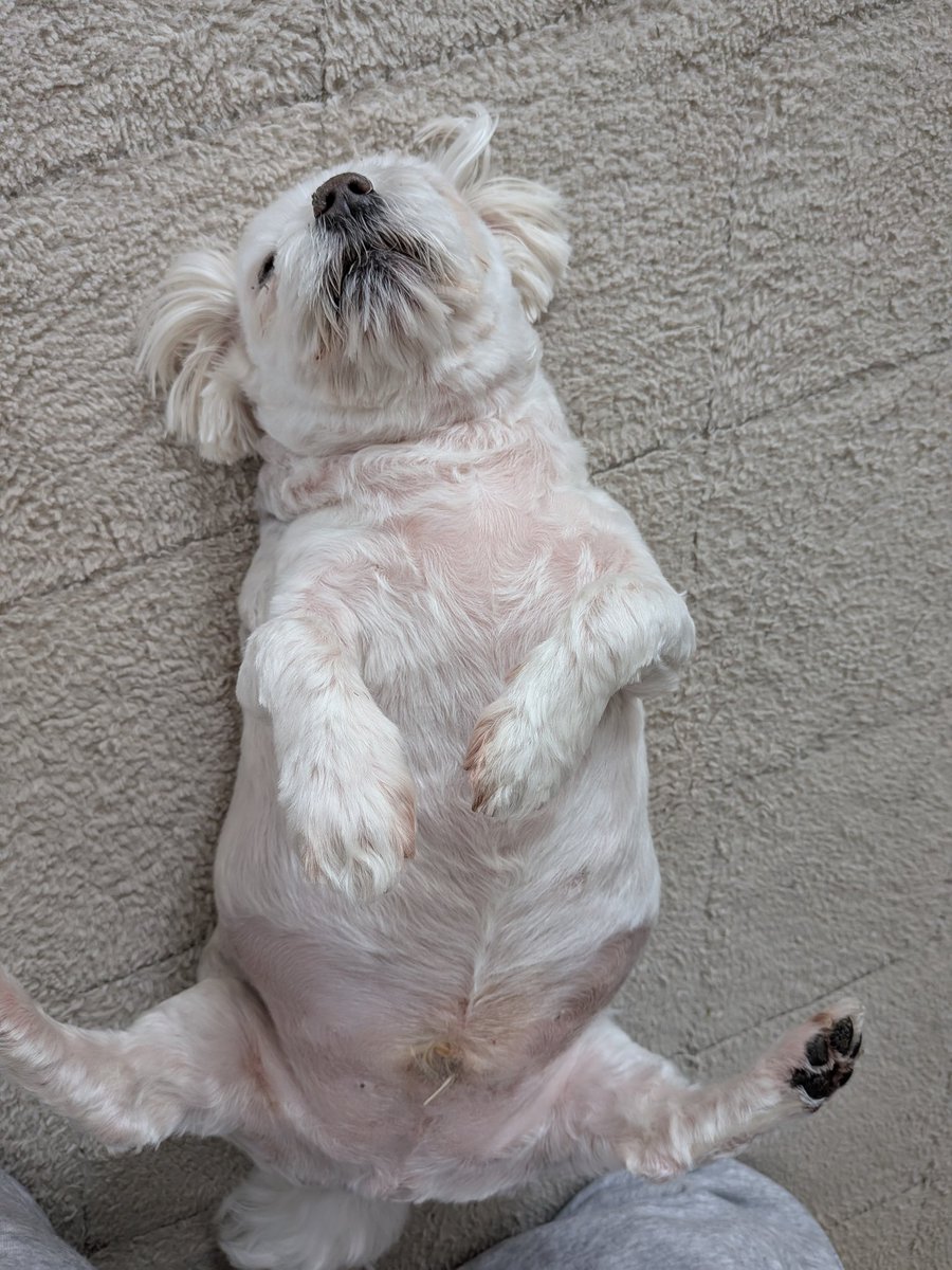 Club夜遊＠Twitch tweet media