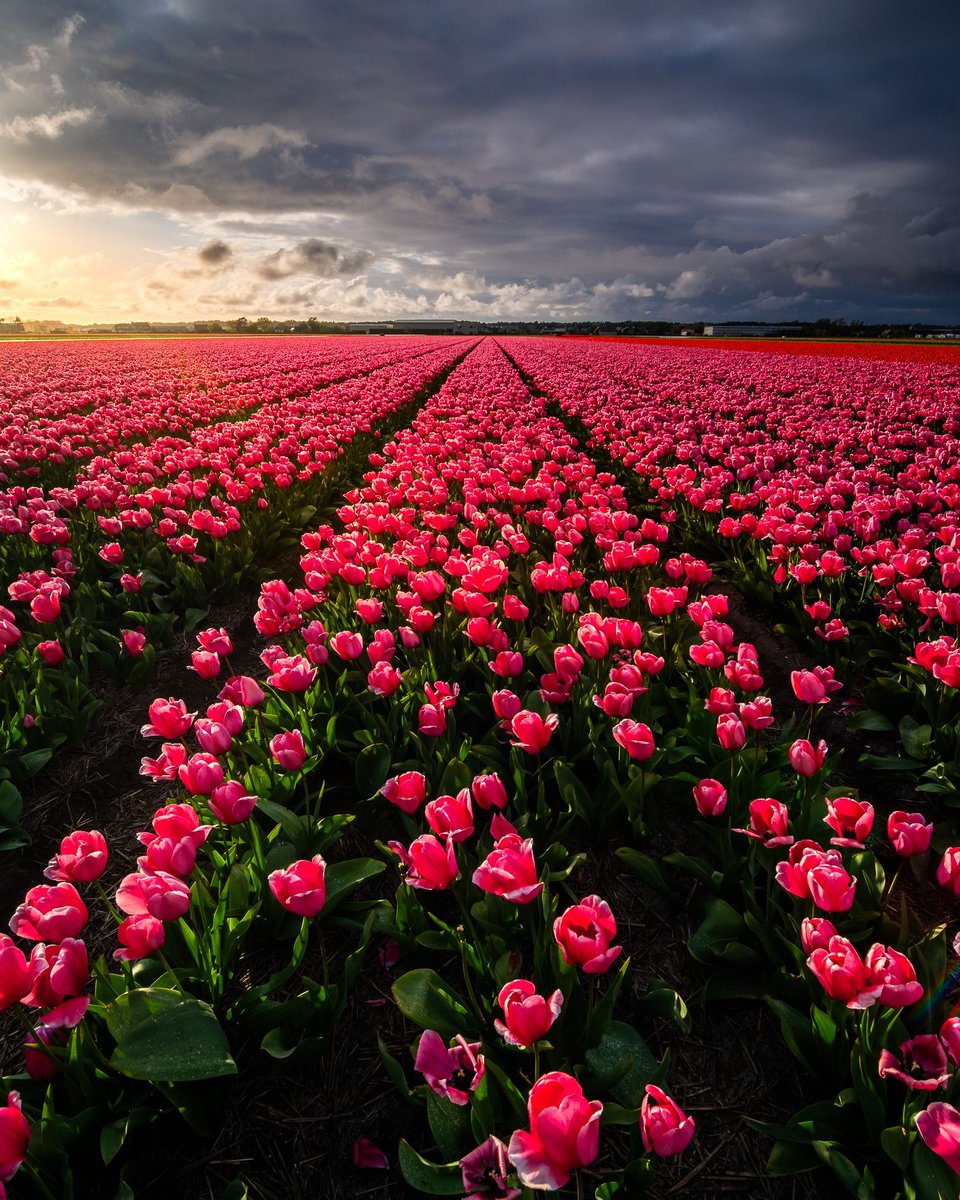 martijnvdnat's tweet image. Dark Clouds over Tulipland

Een tweede post van mijn tripje naar de tulpenvelden dit jaar. Eindelijk een keer met goede wolken en een dramatische lucht en licht.

(c)2026-today Martijn van der Nat

#tulpen #tulpenseizoen #lente #bloemenvelden #nederland #landschapsfotografie