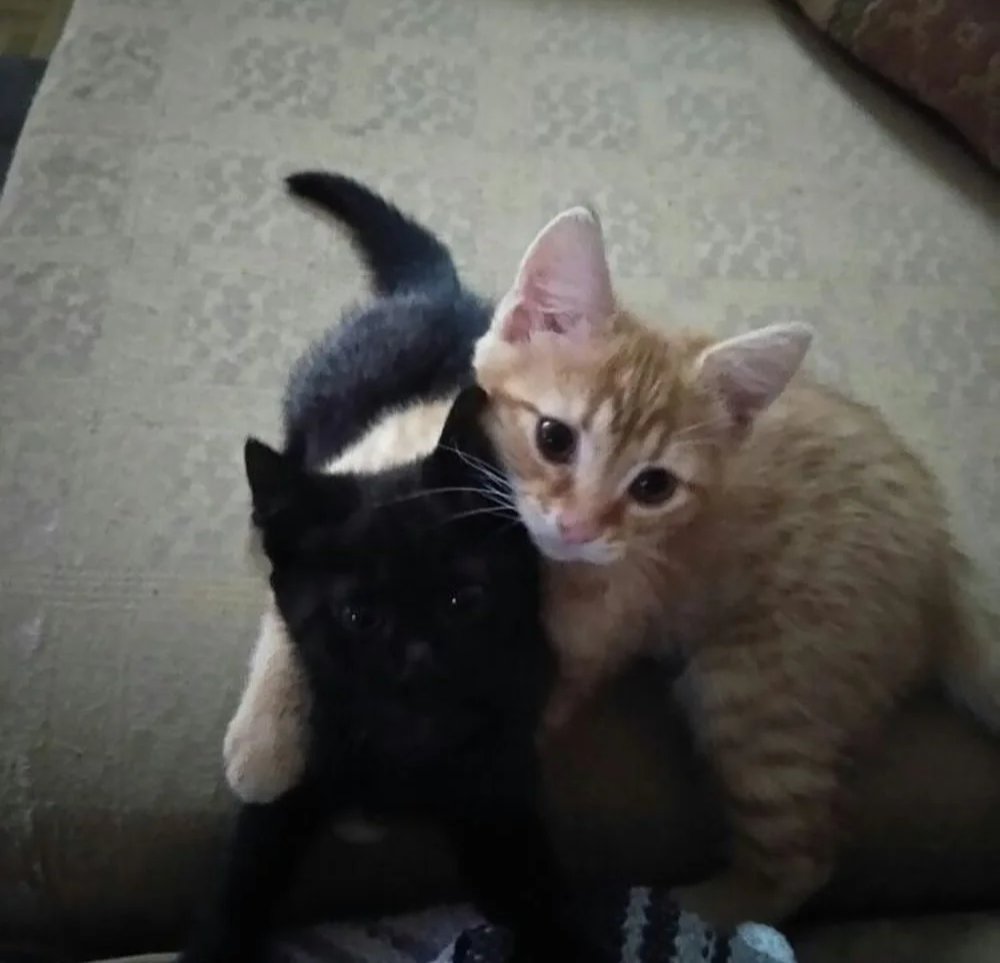 Daily Cat Posts tweet media