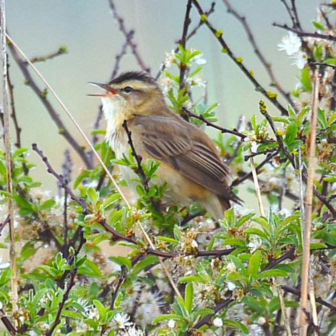 emyr_wyn's tweet image. 🏴󠁧󠁢󠁷󠁬󠁳󠁿 Telor yr Hesg yn canu nerth ei ben - dydd Sadwrn diwethaf.

Sedge Warbler giving it all its got - @BirdingHaven last Saturday.

#birds #birdphotography #nature #NaturePhotography  ⁦@RSPB @mybirdcards  @BirdSpotUK @wildlife_birds @WiciCymru @FfotoC @Britnatureguide