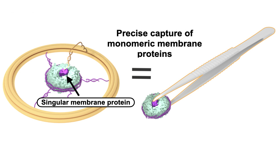 CPBM_heddlelab's tweet photo. Our latest work with @JagiellonskiUni and @SOLARIS_science has been published in Small Structures!

We have created a system that combines DNA origami to efficiently capture membrane protein-loaded nanodiscs within a 46 nm DNA origami ring.

https://t.co/LKwCpqLDY5

@DurBiol https://t.co/WCX5Vs0v6h