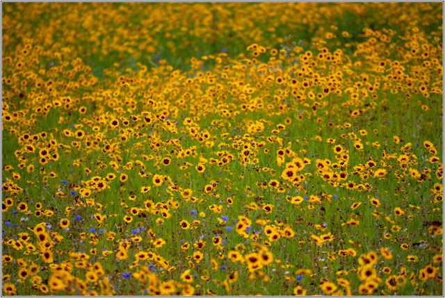 photos_dsmith's tweet photo. A field of #coreopsis #flowers during the #summer months. #Yellow, #green and #blue are as far as the eye can see. buy this #image as a piece of #art #artwork, #poster #print or #wallart from our #website at https://t.co/VilcfnO0ps #flowerphotography #flowerpower #photography https://t.co/jqxGyEuiGH