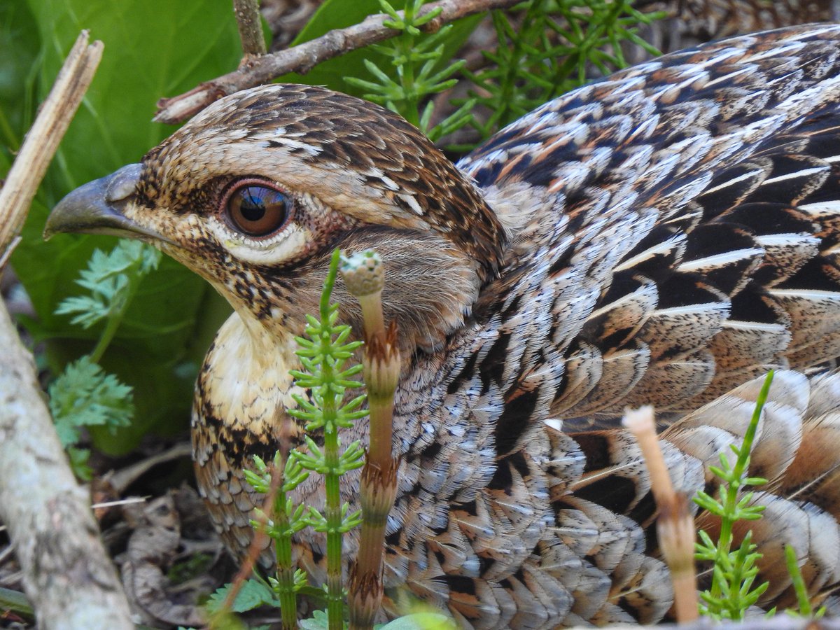 かまだけいご tweet media