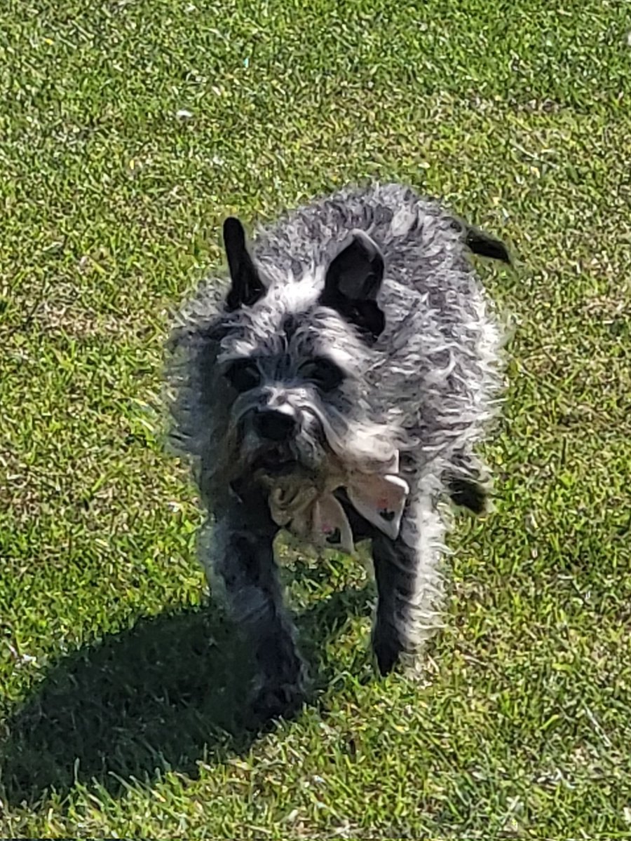 🌱Taffy the Dog tweet media