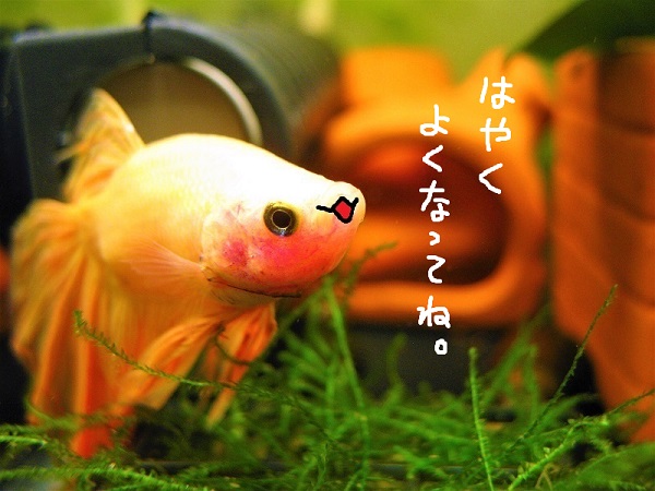 高木宣孝⇔アルゴ･ガルスキー tweet media