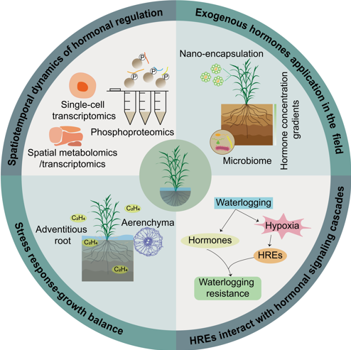 MPlantPCom's tweet image. Molecular and hormonal regulation of plant responses to waterlogging stress: From fundamental mechanisms to potential strategies of crop tolerance engineering #review #PlantCommunications cell.com/plant-communic…