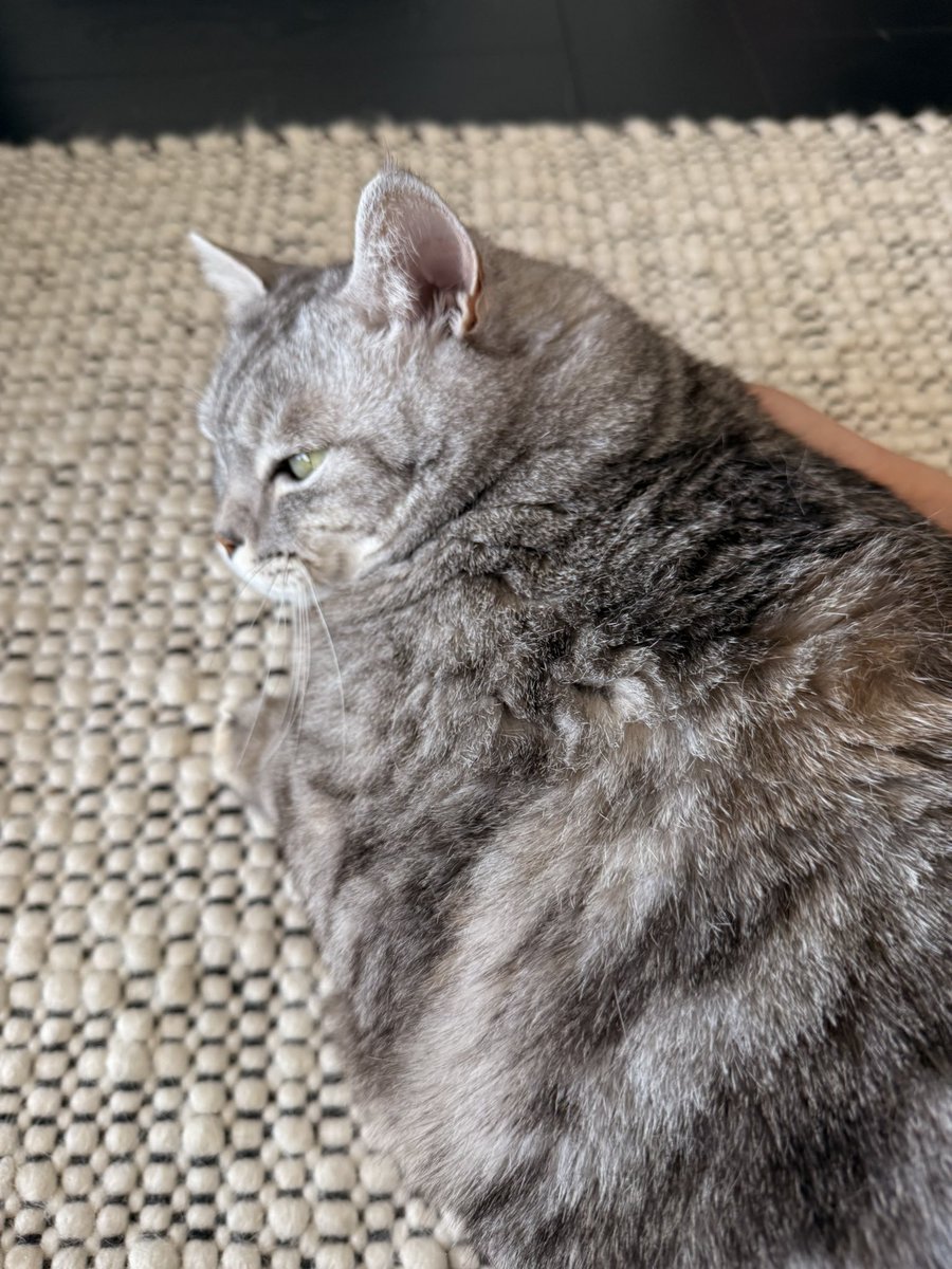 PukingKittworm tweet media