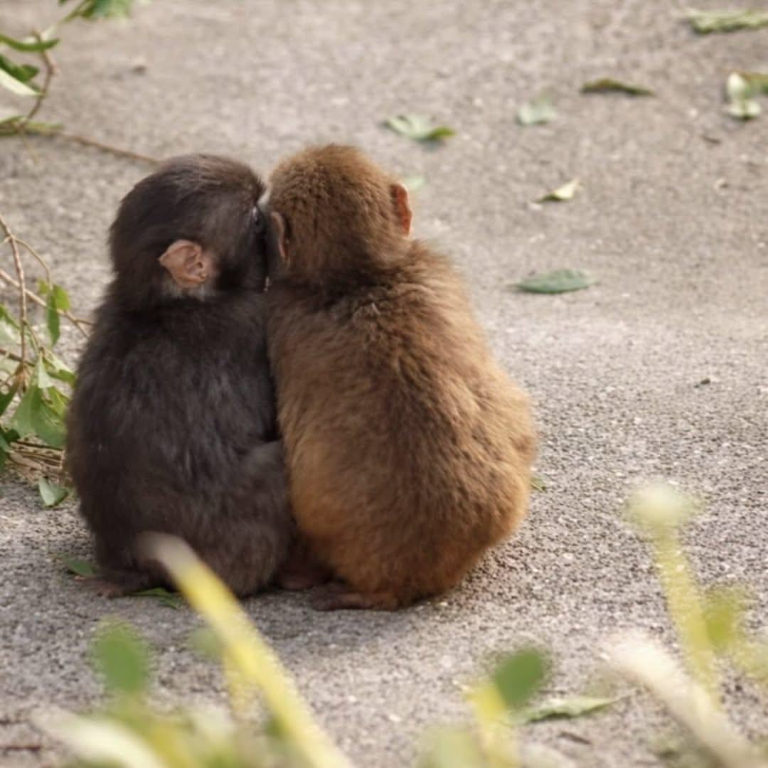 Out Of Context Monkeys tweet media