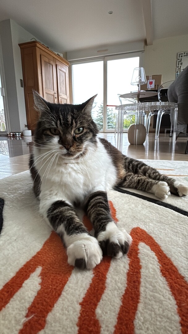 🟠 🐱 Chat perdu le 26/04/2026 à Bavilliers (90800).
Race : Norvégien / Âge : 15 an(s)
Reglisse / Mâle / Identifié(e) : Oui

☎️ 0623947784
📧  meyer90800@gmail.com

#chatperdu #chattrouve #chat #perdu #trouve