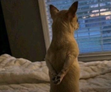 soft girl tweet media