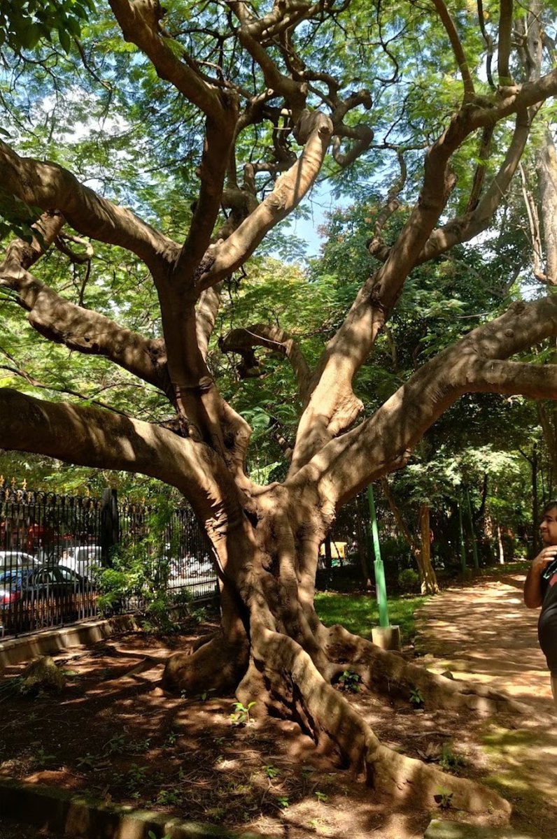 Bingo_mk's tweet photo. #ThickTrunkTuesday
#TreeFriends
#theme_pic_India_trees https://t.co/6fkHccZtWb