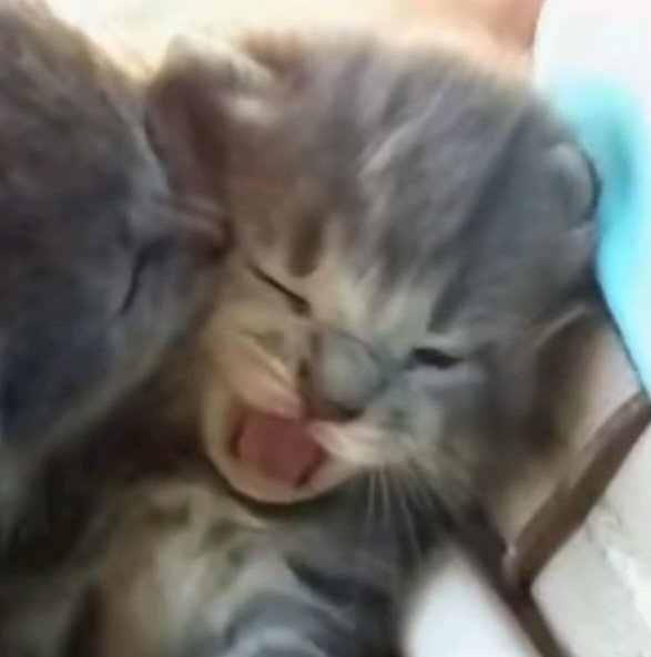 ⁺₊♡ moo🐈‍⬛! cms open ★ tweet media