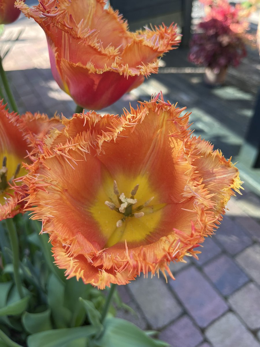 Milhart66Ken's tweet image. Good morning everyone and happy Tuesday. It’s dull and very blustery here presently. Pics show Tulip Louvre Orange. It’s certainly bringing some zing to the garden. #gardening #gardeninglife #gardenersworld