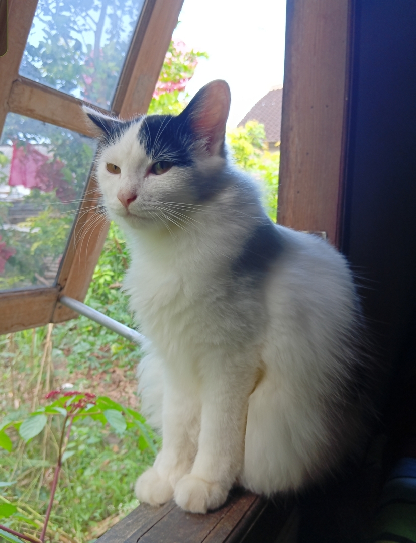 🦈 SUROBOYOFESS 🐊 tweet media