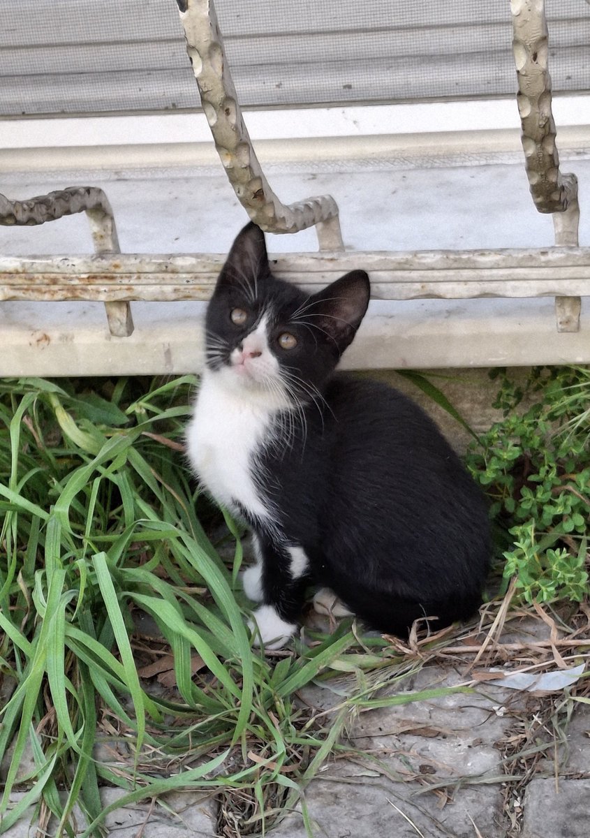 s.e.m.a.EST tweet media