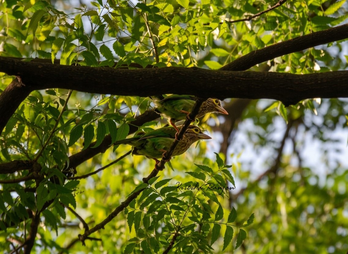 KritikaRanjan6's tweet image. It's Twosday Tuesday !!!
Brown-Headed Barbets clicked at Lodhi Garden. 
@IndiAves @Theme_pic_India #birdwatching #birding #BirdsOfDelhi #Delhi #birdphotography