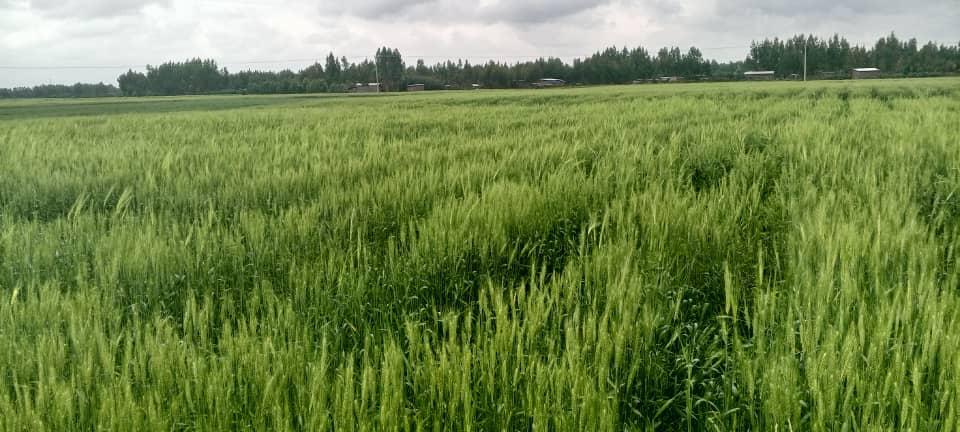 Abiy Ahmed Ali 🇪🇹 tweet media