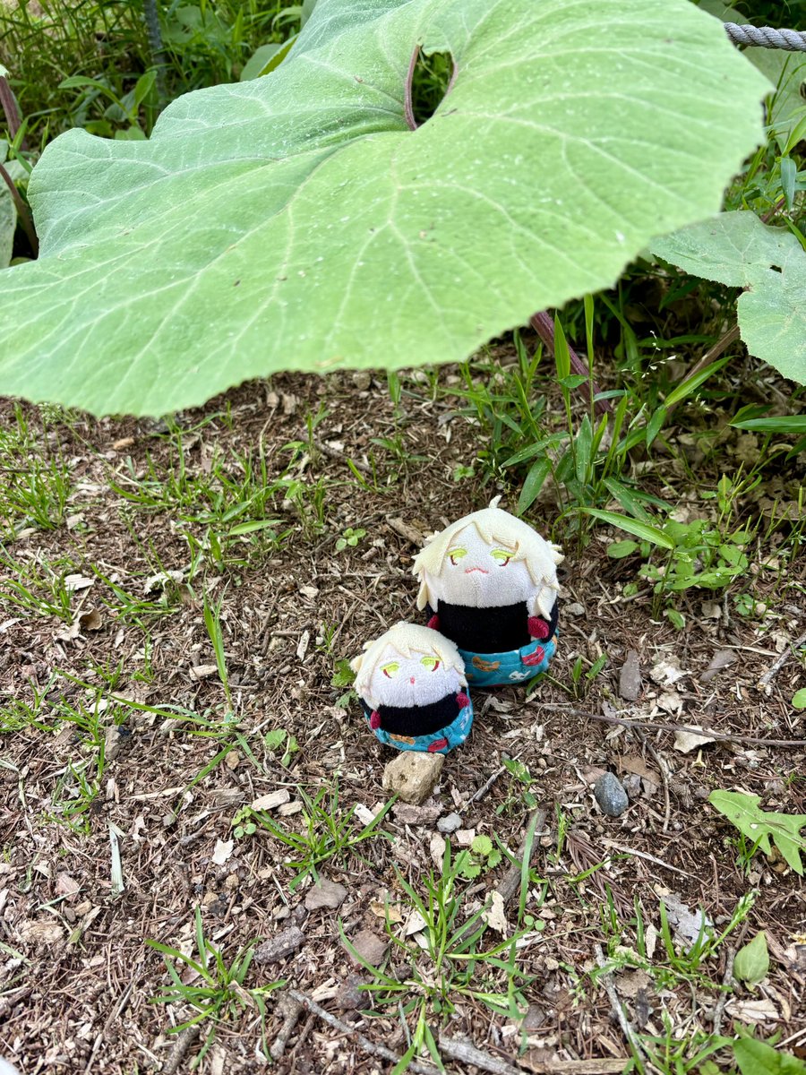 yamabatu大和国在住 tweet media