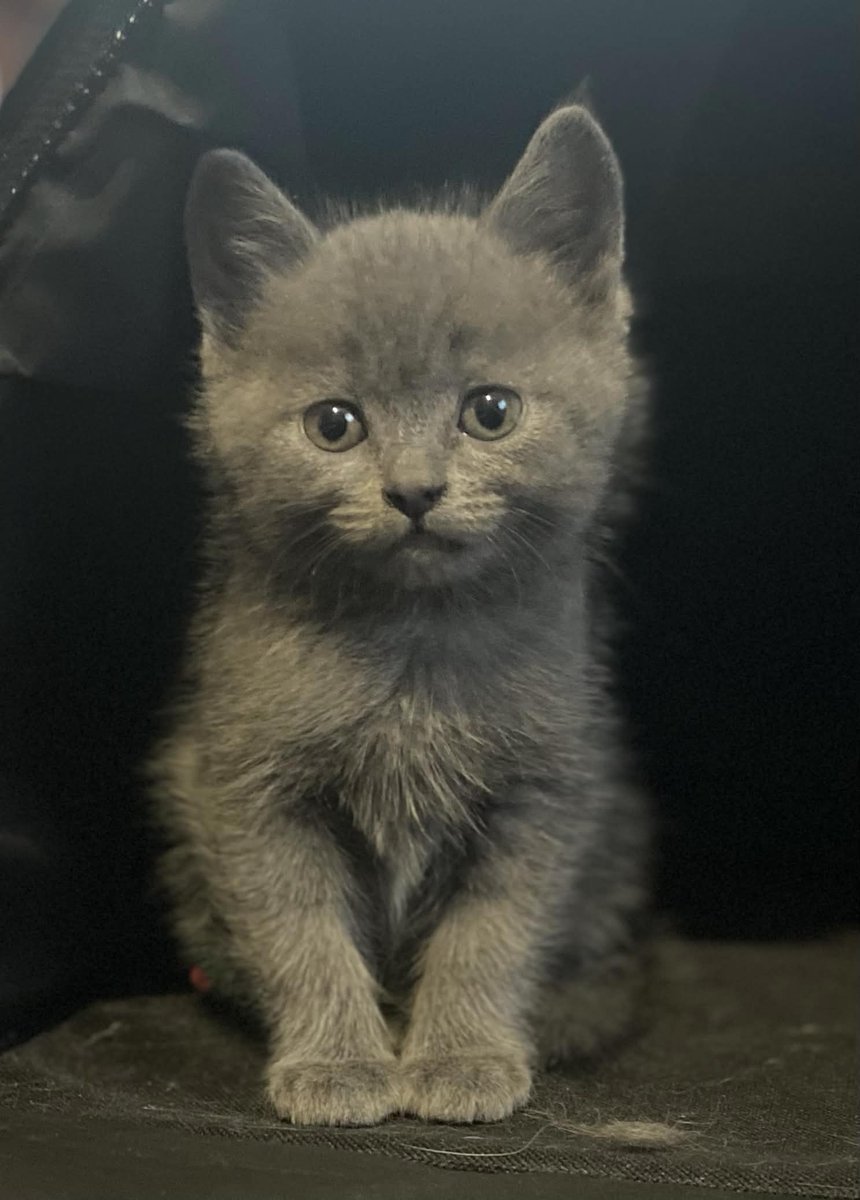 Mothe Moros 🦋🌌 tweet media