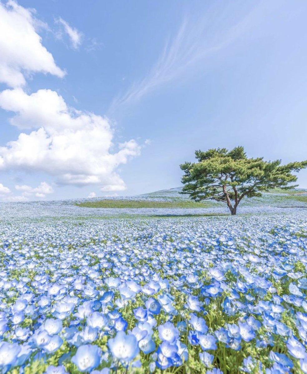 世界の絶景 tweet media