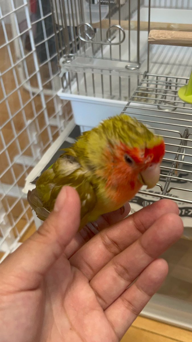 ハル（人間）とちぃ tweet media