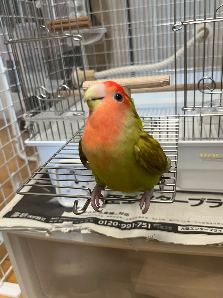 ハル（人間）とちぃ tweet media