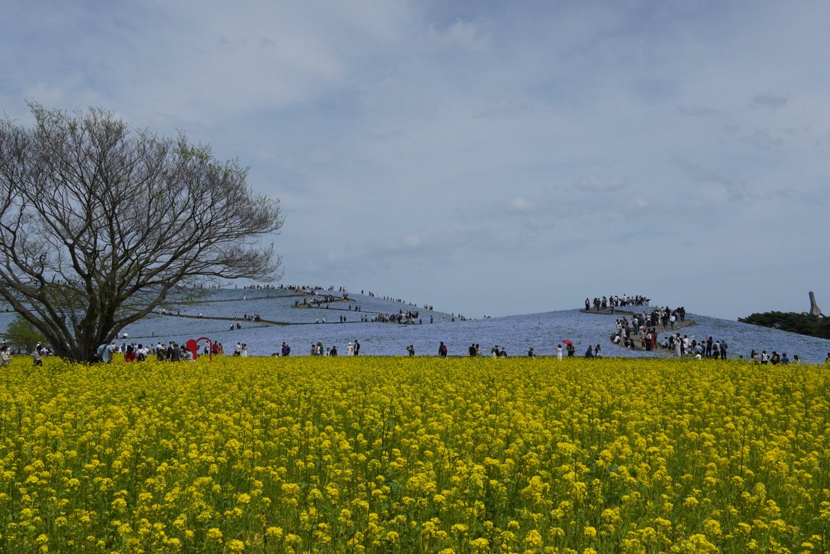 HitachiKaihin's tweet image. 本日のみはらしの丘 #ネモフィラ の様子です😍

見頃（後半）は5月1日までを予想しておりますので、ぜひこの機会にお越しください✨

#hitachiseasidepark #ひたち海浜公園