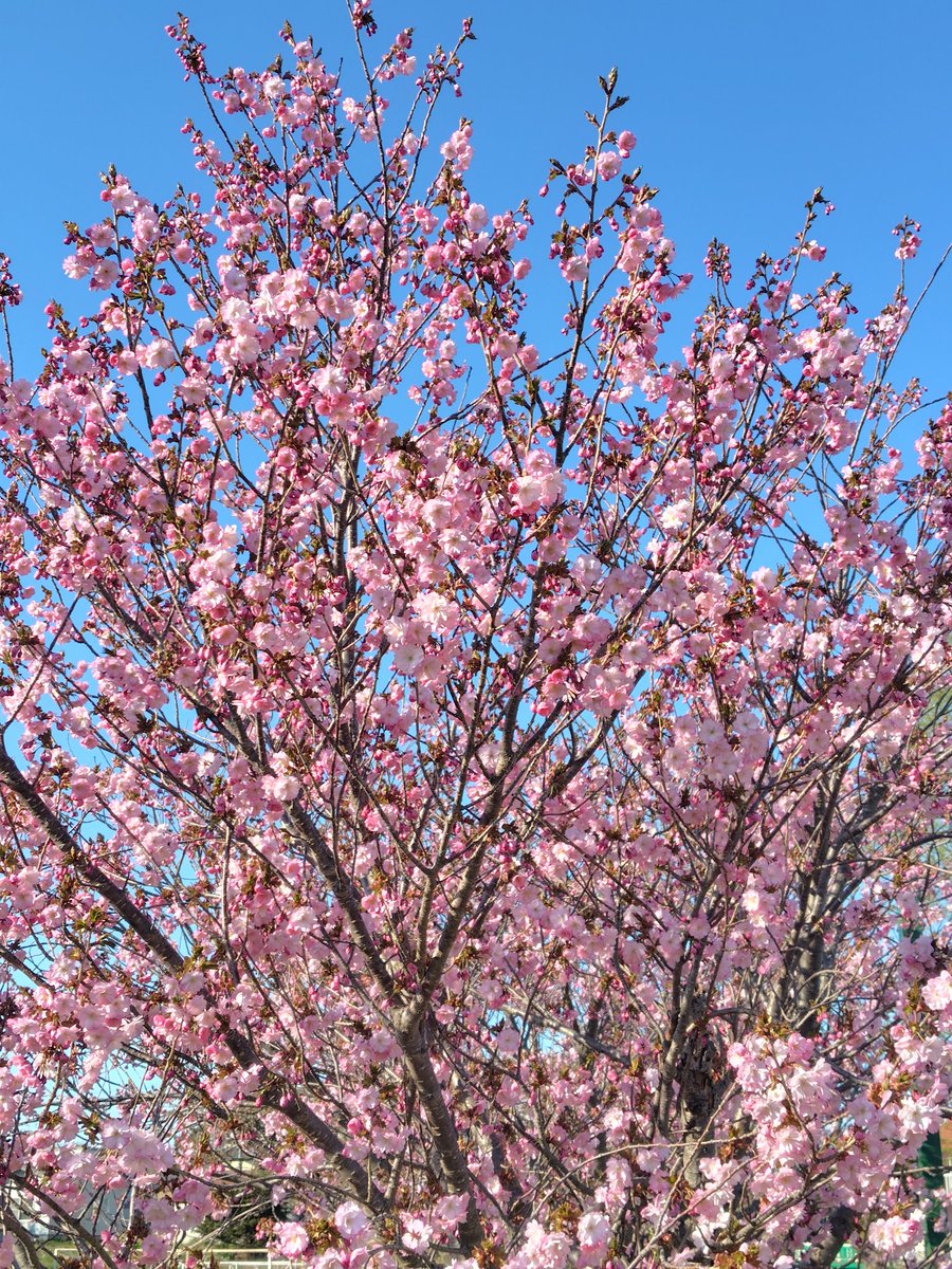 お兄ちゃん【旧式】 tweet media