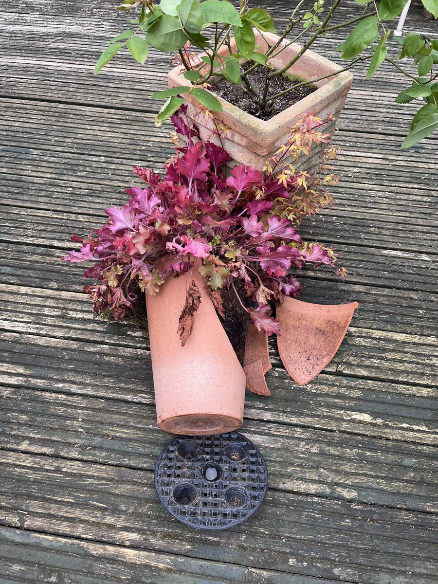 Milhart66Ken's tweet image. Just popped out to the garden. Was not happy to see this. I’m wondering if a neighbourhood fox made it topple? Can’t think that it’s the wind as it was in a sheltered spot. #gardening #gardeninglife