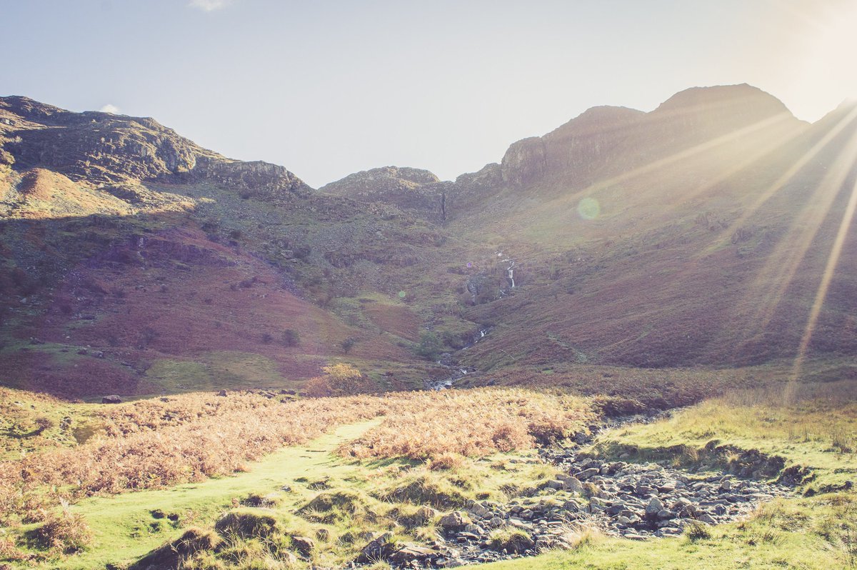 Peacock & Pickles tweet media