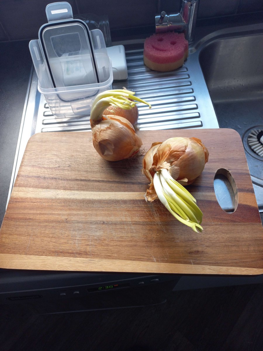 flreflys1's tweet photo. forgot about these onions in my pantry, they need DIRT https://t.co/gLc9ZKmSdw
