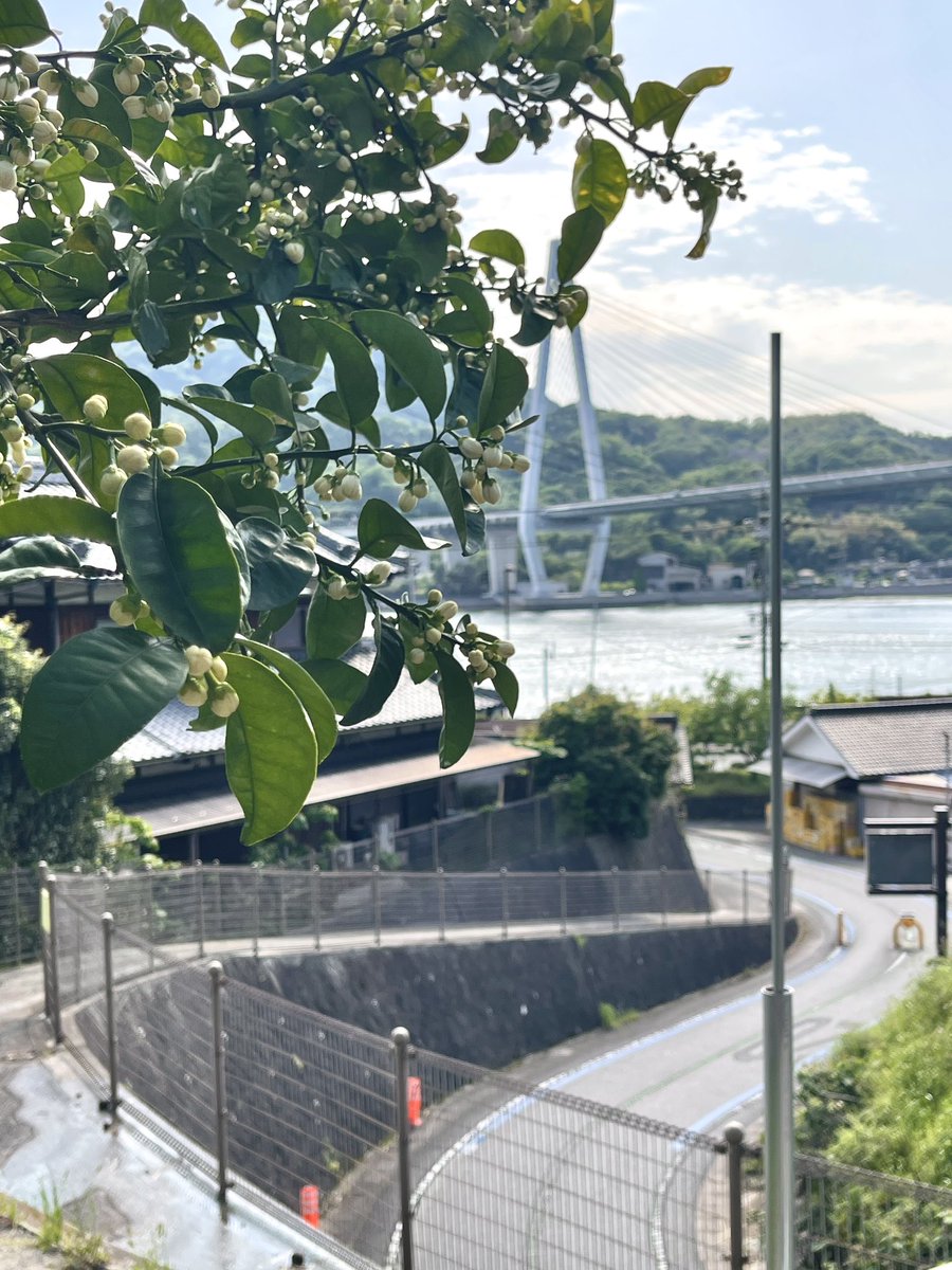 sepatakutv's tweet photo. ゴールデンウィーク期間中に、因島の八朔の花が綺麗に咲き始めますよ🍊
島が柑橘の花の香りで溢れます^_^
柑橘の花に囲まれながら、
美味しい生搾り柑橘ジュース🍊いかがでしょうか？

生口橋を見渡せる、因島の段々畑ウッドデッキでお待ちしております👩‍🌾
事前の予約も嬉しいです☺️
#大出ファーム https://t.co/yf7fCspdK8